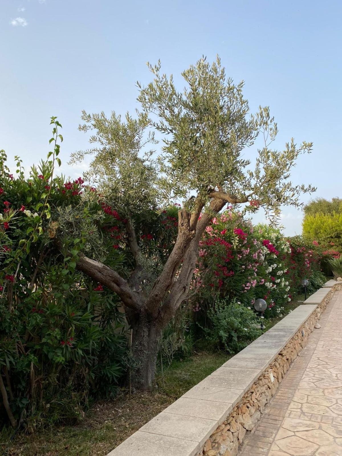 Villa Maia Porto Cesareo Esterno foto